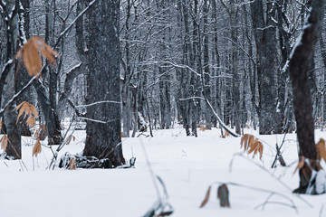雪に覆われた林