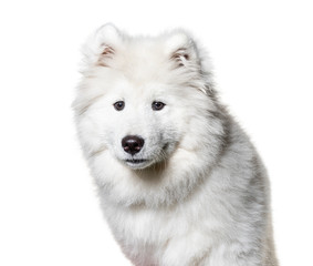 Headshot of a Samoyed, isolated on white