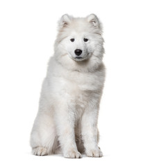 Sitting white Samoyed dog, isolated on white