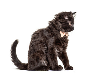 Black Kitten Crossbreed cat wearing a bow tie, isolated on white
