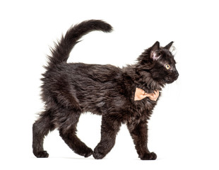 Side view Black Kitten Crossbreed cat wlking,  wearing a bow tie, isolated on white