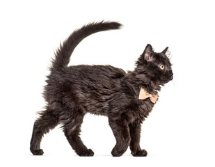 Side view Black Kitten Crossbreed cat wlking,  wearing a bow tie