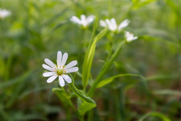 daisy in green grass