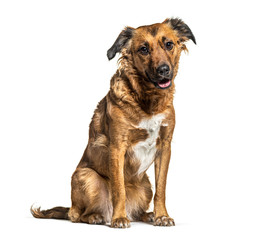 Sitting Crossbreed dog, isolated on white