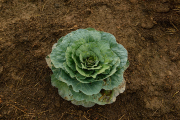 Fototapeta na wymiar Brassica Oleracea, Cabbage or Headed Cabbage is a leafy green.