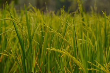 green spike rice in Rice fields. (Selective Focus)
