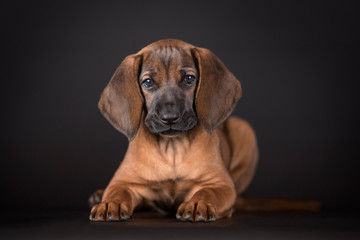 Fototapeta na wymiar Cute little brown puppy teckel with big ears. Studio black background.
