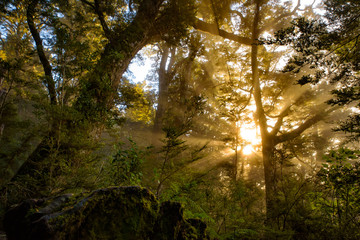 Fototapeta premium Light of sunrise through fog in the woods