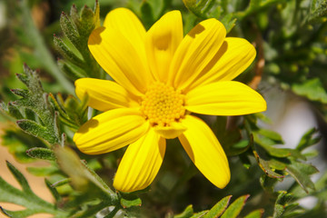 yellow flower in the garden