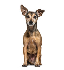 Old Sitting Miniature Pinscher graying, isolated on white