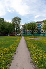 Fototapeta premium Path in dandelion field
