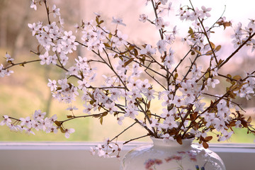 White flowering twigs in vase by the window. Spring at home concept. Fruit tree branches indoors, home decor.