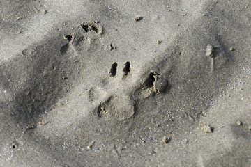 Paw Prints on Sandy Beach in Dublin, Ireland