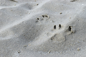 Paw Prints on Sandy Beach in Dublin, Ireland