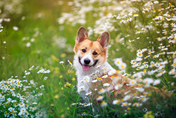 natural background with cute Corgi dog puppy sitting on a summer Sunny meadow surrounded by white Daisy flowers