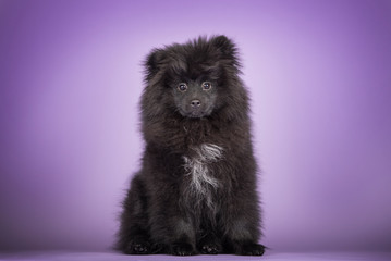 Obraz premium Cute little black pomeranian puppy. Studio purple background. 