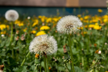 dandelion in the grass