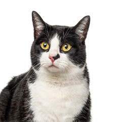 Close-up of a Black and white crossbreed cat, isolated on white