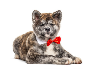 Akita inu dog lying wearing a bow tie, isolated on white