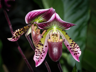 Close up of single orchid © Jim Schwabel