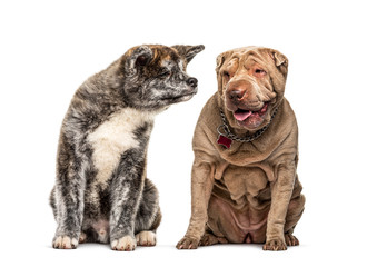 Obraz premium two dogs, Sharpei and Akita inu dog, isolated on white