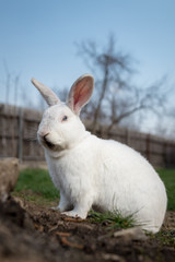 Single white rabbit in the grass
