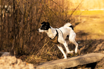 The dog runs along a small bridge, photo basenji in motion