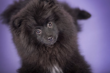 Cute little black pomeranian puppy. Studio purple background. 