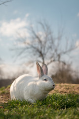 Single white rabbit in the grass