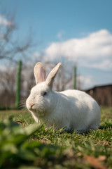 Single white rabbit in the grass