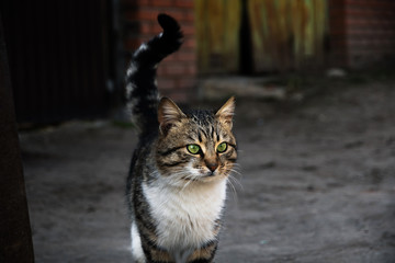 Village tabby cat with raised tail, stray animal