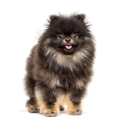 Obraz premium Standing Pomeranian, isolated on white