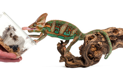 veiled chameleon eating insect, isolated on wite © Eric Isselée