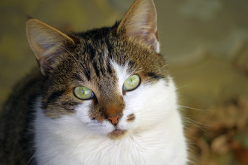 A cat named Cepheus poses for the camera