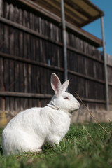 Single white rabbit in the grass
