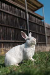 Single white rabbit in the grass