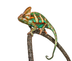 veiled chameleon, Chamaeleo calyptratus, isolated on white © Eric Isselée