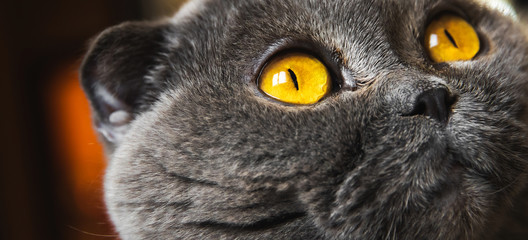 Close eye view of a Scottish fold domestic cat