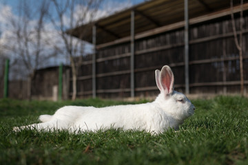 Single white rabbit in the grass