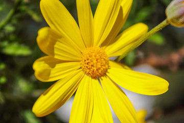 yellow flower