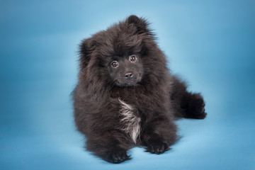 Cute little black pomeranian puppy. Studio blue background. 