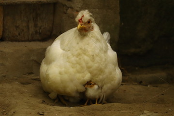 Mother Hen