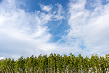Trees and Blue Sky With White Clouds