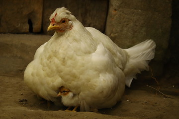 chicken hen