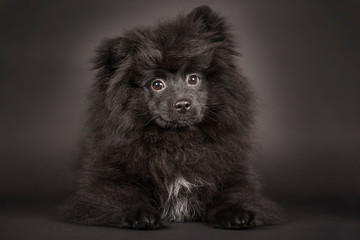 Cute little black pomeranian puppy. Studio black background. 