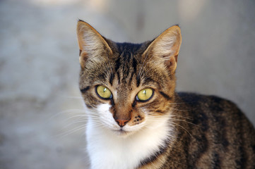 Obraz premium A young cat named Alafa looks at the lens