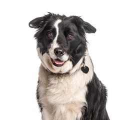 Headshot of a happy Border Collie, isolated on white, isolated