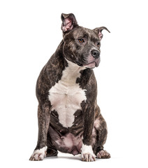 Sitting American Bully, isolated on white