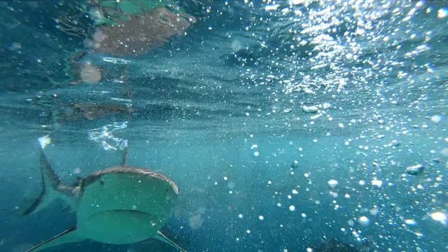 shark attacking camera showing his fin