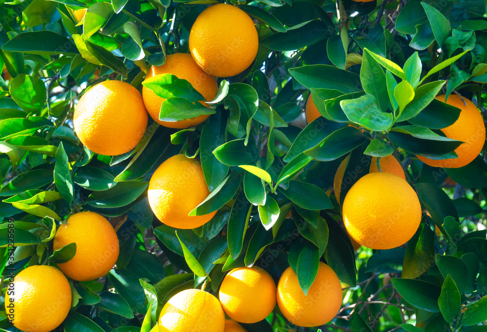 Wall mural valencian orange and orange blossoms. spain. spring harvest